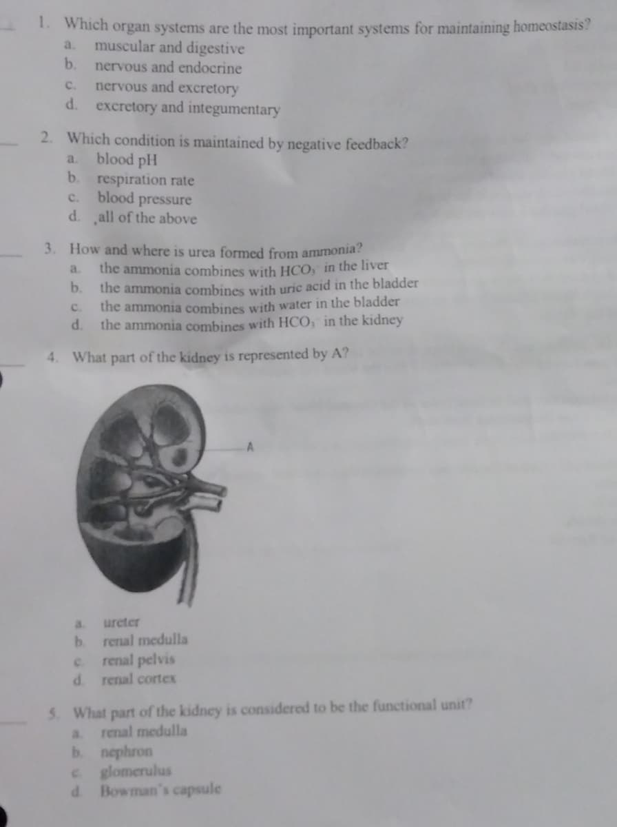 1. Which organ systems are the most important systems for maintaining homeostasis?
a.
muscular and digestive
b.
nervous and endocrine
nervous and excretory
excretory and integumentary
C.
d.
2. Which condition is maintained by negative feedback?
blood pH
respiration rate
blood pressure
all of the above
a.
b.
C.
d.
3. How and where is urea formed from ammonia?
a. the ammonía combines with HCO, in the liver
the ammonia combines with uric acid in the bladder
the ammonia combines with water in the bladder
the ammonia combines with HCO, in the kidney
b.
4. What part of the kidney is represented by A?
C.
d.
a. ureter
b.
renal medulla
renal pelvis
d. renal cortex
5. What part of the kidney is considered to be the functional unit?
a renal medulla
b. nephron
d
glomerulus
Bowman's capsule