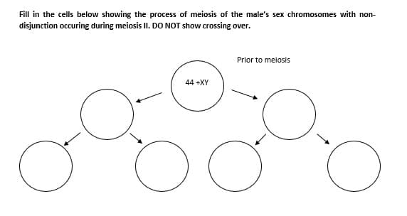 Fill in the cells below showing the process of meiosis of the male's sex chromosomes with non-
disjunction occuring during meiosis II. DO NOT show crossing over.
Prior to meiosis
44 +XY
