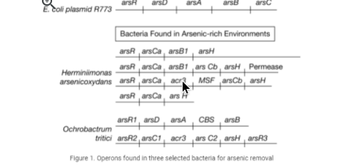 arsR
arsD
arsA
arsB
arsC
E. coli plasmid R773
Bacteria Found in Arsenic-rich Environments
arsR arsCa, arsB1, arsH
Herminimonas
arsenicoxydans arsR arsCa
arsR arsCa, arsB1 ars Cb, arsH Permease
MSF arsCb, arsH
acr
arsR
arsCa
ars H
arsR1, arsD
arsA
CBS
arsB
Ochrobactrum
tritici arsR2 arsC1
acr3
ars C2, arsH, arsR3
Figure 1. Operons found in three selected bacteria for arsenic removal
