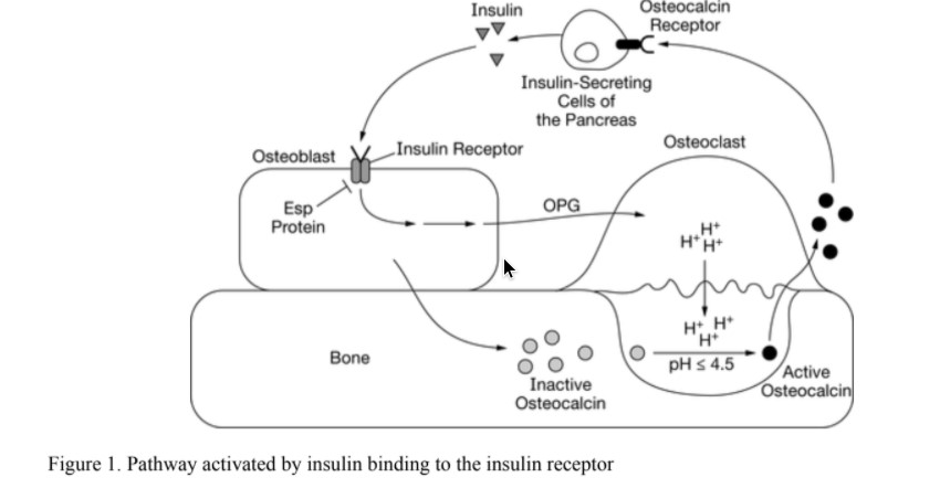 Insulin
Östeocalcin
Receptor
Insulin-Secreting
Cells of
the Pancreas
Osteoclast
Osteoblast
LInsulin Receptor
Esp
Protein
OPG
H*H*
H H*
'H*
Bone
pH s 4.5
Active
Osteocalcin
Inactive
Osteocalcin
Figure 1. Pathway activated by insulin binding to the insulin receptor

