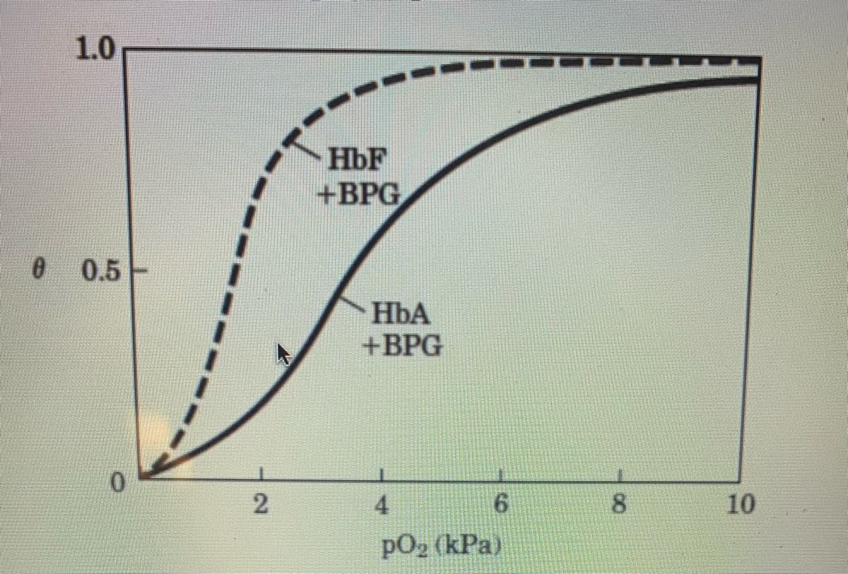 1.0
HbF
+ВPG
0 0.5
HbA
+ВPG
4
8.
10
pO2 (kPa)
2.
