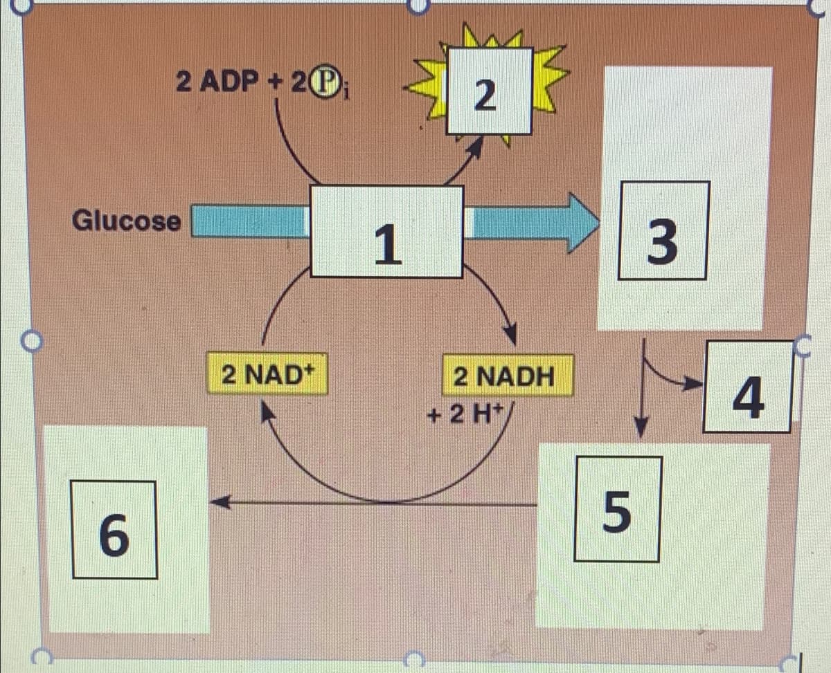2 ADP + 2P
Glucose
1
2 NAD*
2 NADH
4
+ 2 H*
