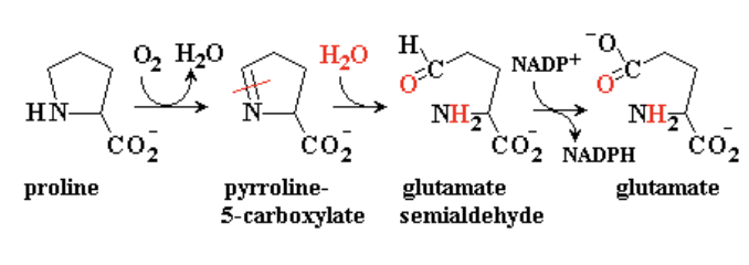 HN-
proline
0₂ H₂O
co₂
H₂o H
co₂
pyrroline-
5-carboxylate
0.
0-C-
NADP+
CO₂ NADPH
NH₂
glutamate
semialdehyde
NH₂
glutamate
CO₂