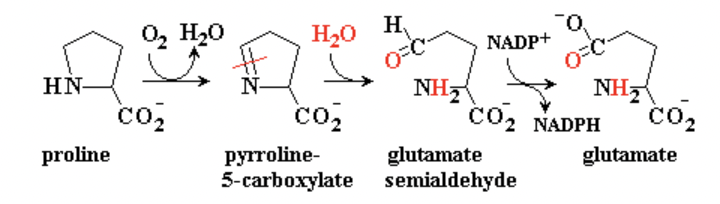 HN-
proline
0₂ H₂O
co₂
H₂o H
N
co₂
pyrroline-
5-carboxylate
O=C-
`Q.
OFC
NADP+
CO₂ NADPH
NH₂
glutamate
semialdehyde
NH₂
CO₂
glutamate