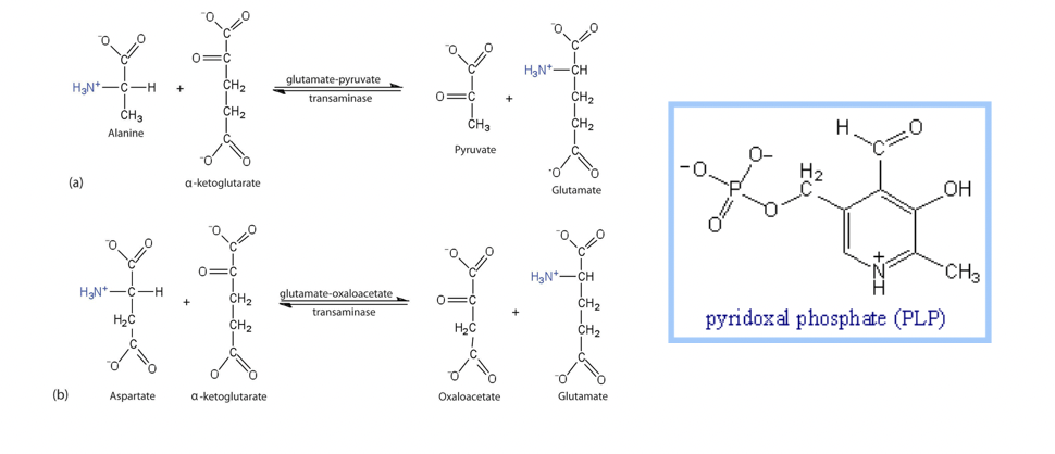 век ок
(b)
|
здеся здес
это Sp
для жес
glutamate-oxaloacetate
troncaminya
H
I2+
OH
CH3
pyridoxal phosphate (PLP)