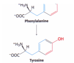 TH3N
-0OC
+H₂N
Phenylalanine
00 14
Tyrosine
OH
