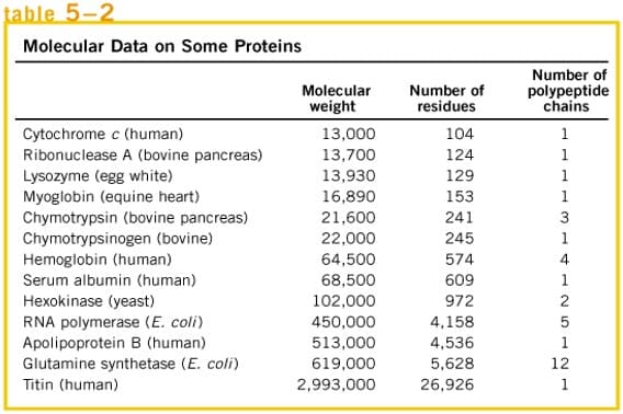 table 5-2
Molecular Data on Some Proteins
Molecular
weight
Number of
residues
Number of
polypeptide
chains
Cytochrome c (human)
Ribonuclease A (bovine pancreas)
Lysozyme (egg white)
Myoglobin (equine heart)
Chymotrypsin (bovine pancreas)
Chymotrypsinogen (bovine)
Hemoglobin (human)
Serum albumin (human)
13,000
104
1
13,700
124
1
13,930
129
1
16,890
153
1
21,600
241
22,000
245
1
64,500
574
4
68,500
609
972
1
Hexokinase (yeast)
102,000
2
RNA polymerase (E. coli)
Apolipoprotein B (human)
450,000
4,158
513,000
4,536
1
Glutamine synthetase (E. coli)
619,000
5,628
12
Titin (human)
2,993,000
26,926
1
