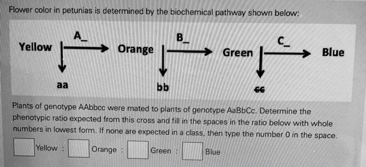 Flower color in petunias is determined by the biochemical pathway shown below:
A_
B_
C_
Yellow
Orange
> Green
Blue
aa
bb
Plants of genotype AAbbcc were mated to plants of genotype AaBbCc. Determine the
phenotypic ratio expected from this cross and fill in the spaces in the ratio below with whole
numbers in lowest form. lf none are expected in a class, then type the number 0 in the space.
Yellow:
Orange :
Green:
Blue
