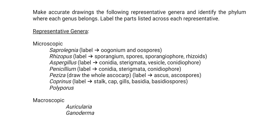 Make accurate drawings the following representative genera and identify the phylum
where each genus belongs. Label the parts listed across each representative.
Representative Genera:
Microscopic
Saprolegnia (label → oogonium and oospores)
Rhizopus (label → sporangium, spores, sporangiophore, rhizoids)
Aspergillus (label → conidia, sterigmata, vesicle, conidiophore)
Penicillium (label → conidia, sterigmata, conidiophore)
Peziza (draw the whole ascocarp) (label → ascus, ascospores)
Coprinus (label → stalk, cap, gills, basidia, basidiospores)
Polyporus
Macroscopic
Auricularia
Ganoderma
