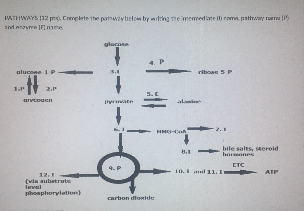 PATHWAYS (12 pts). Complete the pathway below by writing the intermediate (I) name, pathway name (P)
and enzyme (E) name.
glucose
4. P
alucose-1-P
3.1
ribose-5-P
1.P
2.P
5. E
giytogen
pyruvate
alanine
6. I-
HMG-CoA
7. I
bile salts, steroid
hormones
8.I
ETC
9. Р
10. I and 11. I
ATP
12. I
(via substrate
level
phosphorylation)
carbon dioxide
