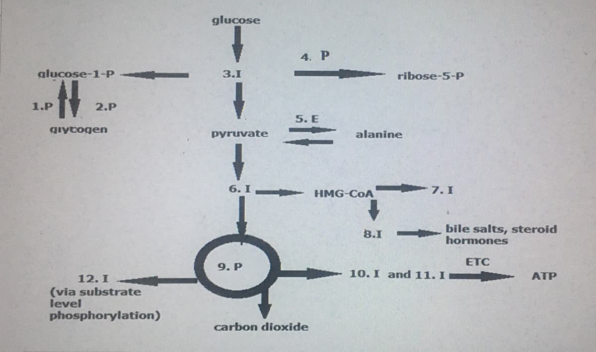 glucose
4. P
alucose-1-P
3.1
ribose-5-P
1.P
2.P
5. E
gıytogen
pyruvate
alanine
6. I
7. I
HMG-CoA
bile salts, steroid
hormones
8.I
ETC
9. P
10. I and 11. I
ATP
12. I
(via substrate
level
phosphorylation)
carbon dioxide

