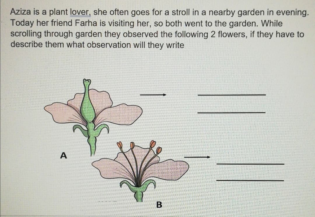 Aziza is a plant lover, she often goes for a stroll in a nearby garden in evening.
Today her friend Farha is visiting her, so both went to the garden. While
scrolling through garden they observed the following 2 flowers, if they have to
describe them what observation will they write
A

