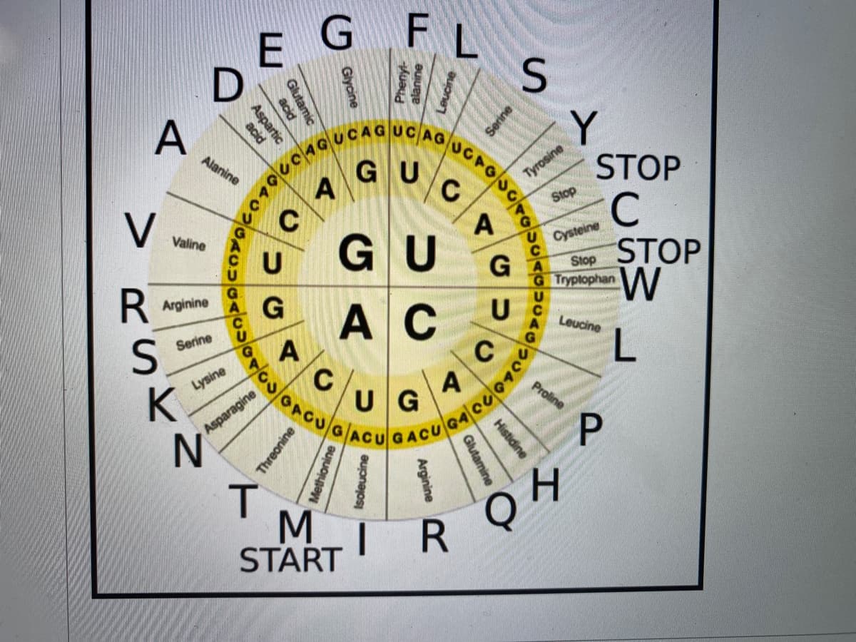 GFL
D
Y
STOP
Alanine
GU
Tyrosine
Stop
V
A
GU
Valine
UCysteine
STOP
Stop
G TryplophanW
U
Arginine
G
A C
A
Leucine
Serine
C
Lysine
K
UG
A
Proline
Asparagine
I R
START
Serine
SOPO〇
Giycine
Glutamic
P.
acid
Aspartic
エ
Histidine
Glutamine
Arginine
Isoleucine
Methionine
Threonine
