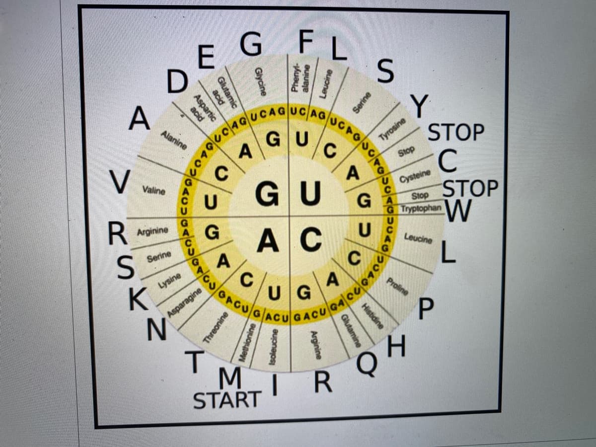 UCAGUCAGUOPODOTO
E
GFL
A
Alanine
GU
STOP
Tyrosine
A
Stop
C
STOP
V
A
Valine
GU
Cysteine
G
Stop
G Tryplophan
Arginine
G
A C
A
U
Leucine
Serine
A
UG
Lysine
Proline
Asparagine
GACUGACU
H.
MIR
START
Glycine
Serine
Leucine
Glutamic
Phenyl
acid
Aspartie
acid
Histidine
RSK
Glutamine
Arginine
Methionine
Isoleucine
Threonine
