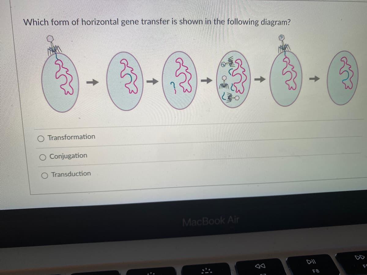 Which form of horizontal gene transfer is shown in the following diagram?
Transformation
Conjugation
Transduction
MacBook Air
DD
F8
