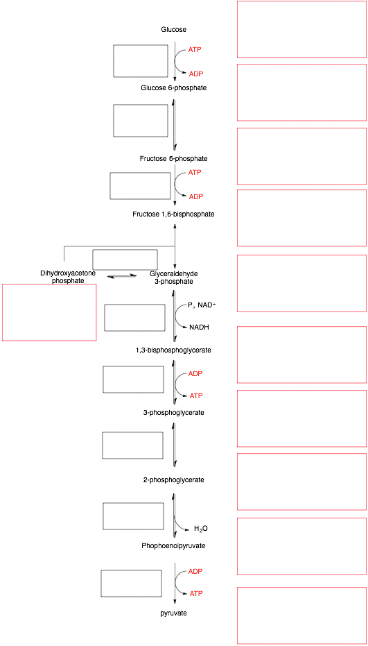 Dihydroxyacetone
phosphate
Glucose
ATP
ADP
Glucose 6-phosphate
Fructose 6-phosphate
ATP
ADP
Fructose 1,6-bisphosphate
Glyceraldehyde
3-phosphate
-P, NAD-
NADH
1,3-bisphosphoglycerate
pyruvate
ADP
ATP
3-phosphoglycerate
2-phosphoglycerate
H₂O
Phophoenolpyruvate
ADP
ATP