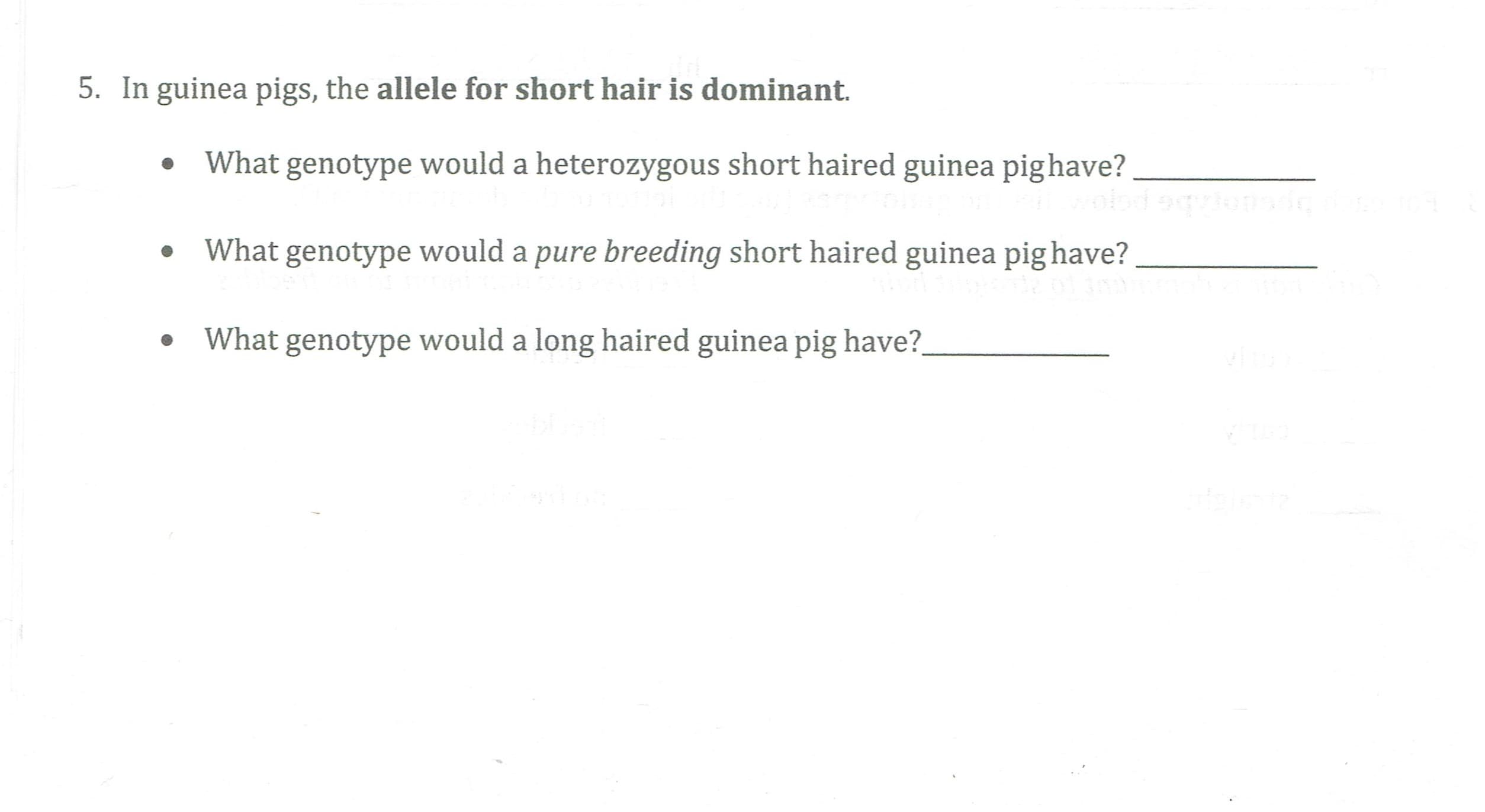 5. In guinea pigs, the allele for short hair is dominant.
What genotype would a heterozygous short haired guinea pighave?
What genotype would a pure breeding short haired guinea pig have?
What genotype would a long haired guinea pig have?
