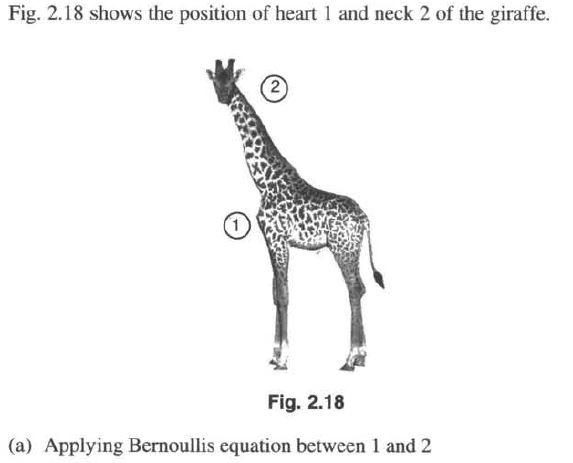 Fig. 2.18 shows the position of heart 1 and neck 2 of the giraffe.
Fig. 2.18
(a) Applying Bernoullis equation between 1 and 2
