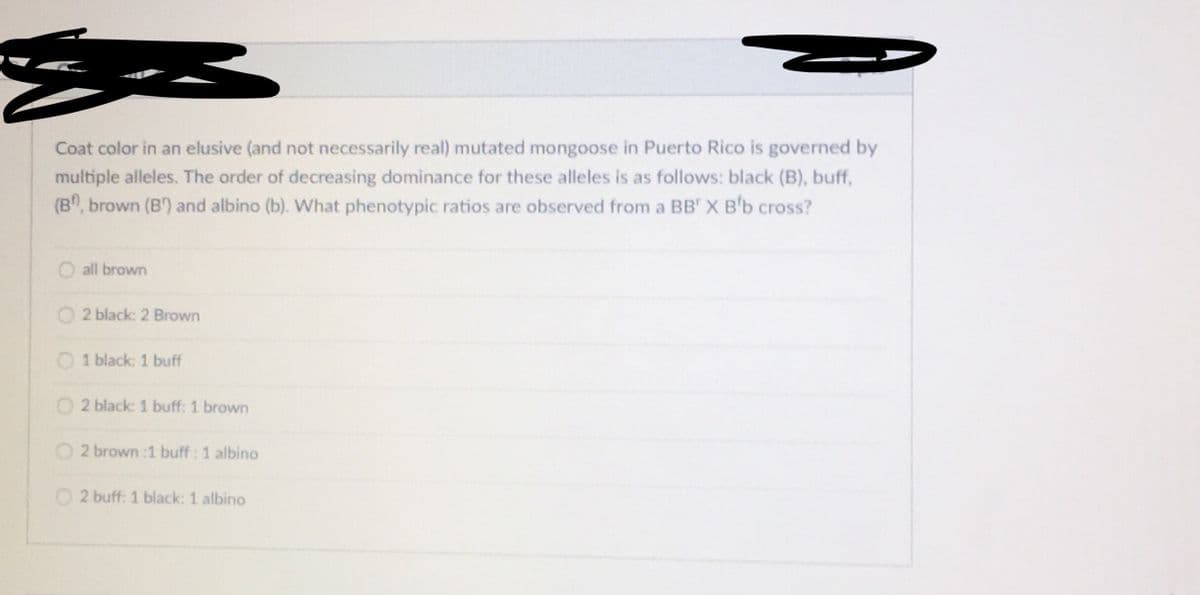 Coat color in an elusive (and not necessarily real) mutated mongoose in Puerto Rico is governed by
multiple alleles. The order of decreasing dominance for these alleles is as follows: black (B), buff,
(B", brown (B') and albino (b). What phenotypic ratios are observed from a BB' X B'b cross?
all brown
O 2 black: 2 Brown
O 1 black: 1 buff
2 black: 1 buff: 1 brown
2 brown :1 buff : 1 albino
O 2 buff: 1 black: 1 albino
