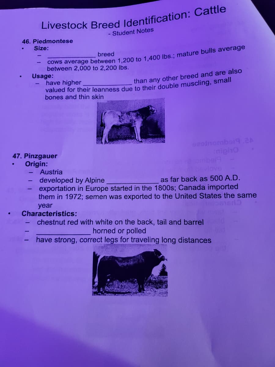 - Student Notes
46. Piedmontese
Size:
breed
Cows average between 1..200 to 1.400 Ibs.: mature bulls average
between 2,000 to 2,200 Ibs.
Usage:
have higher
than any other breed and are also
valued for their leanness due to their double muscling, small
bones and thin skin
47. Pinzgauer
Origin:
Austria
nipho
ombei9
bevlave
developed by Alpine
exportation in Europe started in the 1800s; Canada imported
them in 1972; semen was exported to the United States the same
as far back as 500 A.D.
year
Characteristics:
chestnut red with white on the back, tail and barrel
horned or polled
have strong, correct legs for traveling long distances
