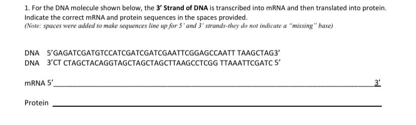 1. For the DNA molecule shown below, the 3' Strand of DNA is transcribed into mRNA and then translated into protein.
Indicate the correct mRNA and protein sequences in the spaces provided.
(Note: spaces were added to make sequences line up for 5' and 3' strands-they do not indicate a "missing" base)
TAAGCTAG3'
DNA 5'GAGATCGATGTCCATCGATCGATCGAATTCGGAGCCAATT
DNA 3'CT CTAGCTACAGGTAGCTAGCTAGCTTAAGCCTCGG TTAAATTCGATC 5'
mRNA 5'
Protein