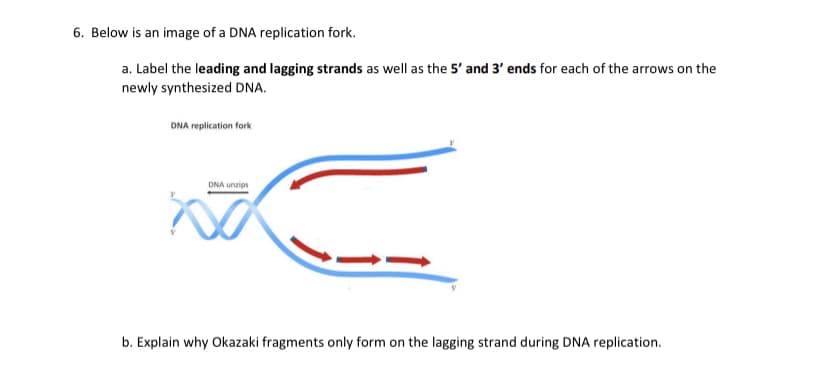 6. Below is an image of a DNA replication fork.
a. Label the leading and lagging strands as well as the 5' and 3' ends for each of the arrows on the
newly synthesized DNA.
DNA replication fork
DNA unzips
b. Explain why Okazaki fragments only form on the lagging strand during DNA replication.