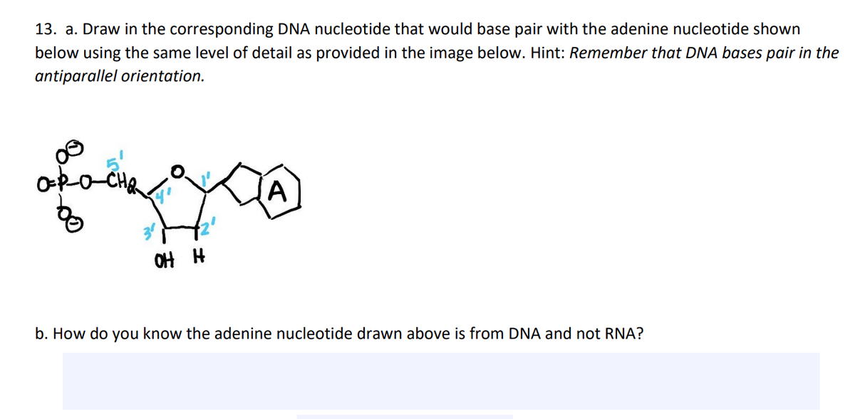 13. a. Draw in the corresponding DNA nucleotide that would base pair with the adenine nucleotide shown
below using the same level of detail as provided in the image below. Hint: Remember that DNA bases pair in the
antiparallel orientation.
орасна
you
A
OH H
b. How do you know the adenine nucleotide drawn above is from DNA and not RNA?