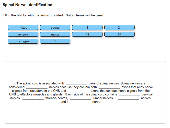 Spinal Nerve Identification
Fill in the blanks with the terms provided. Not all terms will be used.
mixed
sacral
8
24
sensory
motor
12
31
coccygeal
The spinal cord is associated with
considered
signals from receptors to the CNS and
CNS to effectors (muscles and glands). Each side of the spinal cord contains
pairs of spinal nerves. Spinal nerves are
axons that relay nerve
axons that conduct nerve signals from the
cervical
nerves because they contain both
thoracic nerves,
and 1
nerves,
lumbar nerves,
nerves,
nerve.
