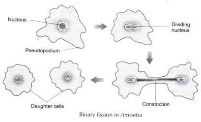 Nucleus
Dividing
nucleus
Pseudopodium
Constriction
Daughter cells
Binary fission in Amoeba
