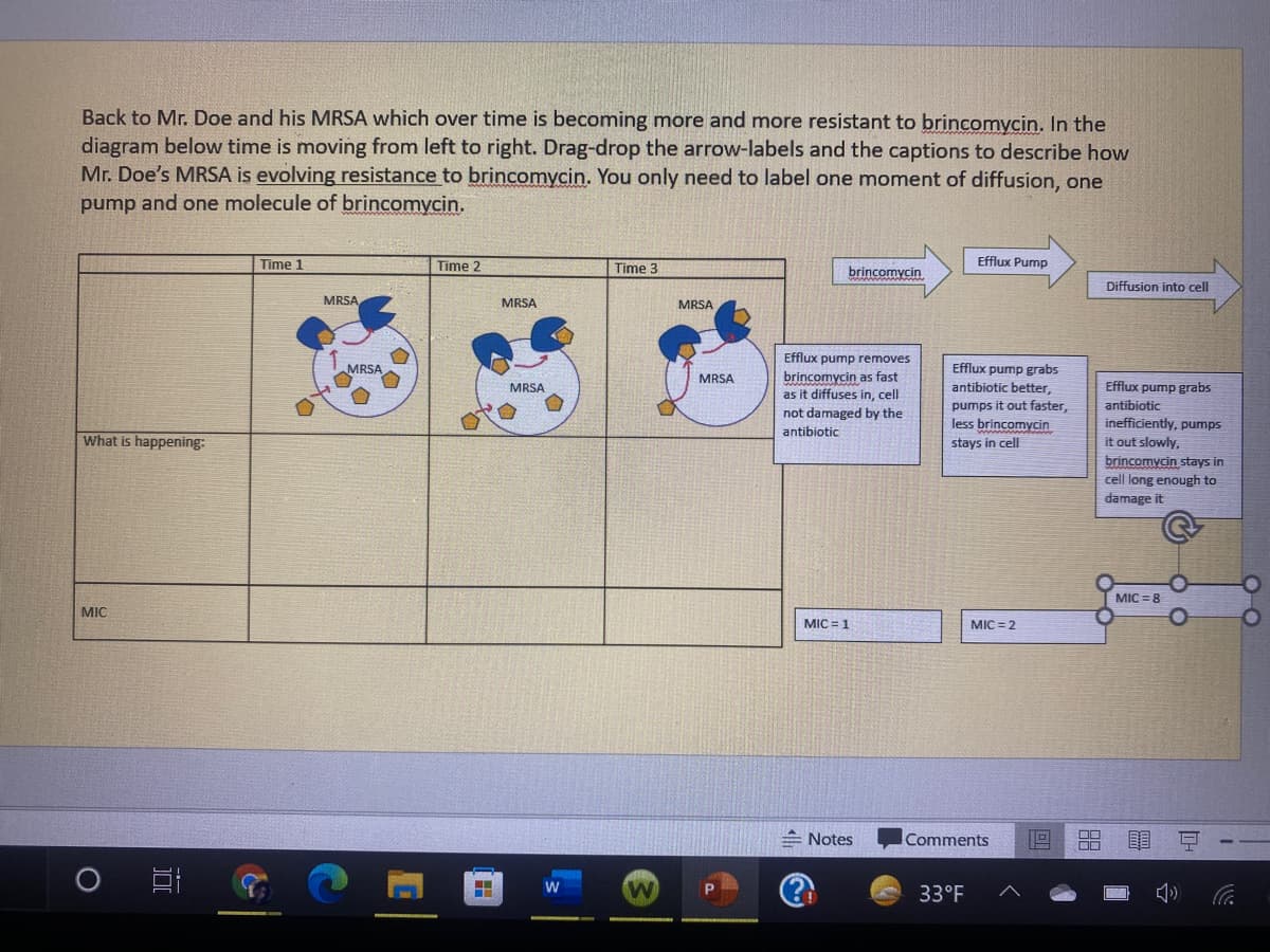 Back to Mr. Doe and his MRSA which over time is becoming more and more resistant to brincomycin. In the
diagram below time is moving from left to right. Drag-drop the arrow-labels and the captions to describe how
Mr. Doe's MRSA is evolving resistance to brincomycin. You only need to label one moment of diffusion, one
pump and one molecule of brincomycin.
Time 1
Time 2
Time 3
brincomycin
Efflux Pump
Diffusion into cell
MRSA
MRSA
MRSA
Efflux pump removes
MRSA
Efflux pump grabs
brincomycin as fast
as it diffuses in, cell
MRSA
antibiotic better,
pumps it out faster,
less brincomycin
stays in cell
MRSA
Efflux pump grabs
antibiotic
inefficiently, pumps
it out slowly,
not damaged by the
antibiotic
What is happening:
brincomycin stays in
cell long enough to
damage it
MIC = 8
MIC
MIC = 1
MIC =2
E Notes
Comments
W
33°F
