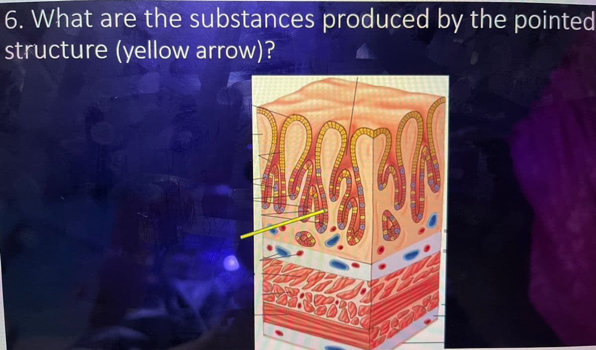 6. What are the substances produced by the pointed
structure (yellow arrow)?
EOSSA
