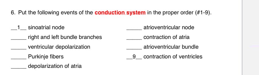 6. Put the following events of the conduction system in the proper order (#1-9).
1_ sinoatrial node
atrioventricular node
right and left bundle branches
contraction of atria
ventricular depolarization
atrioventricular bundle
Purkinje fibers
_9
contraction of ventricles
depolarization of atria
