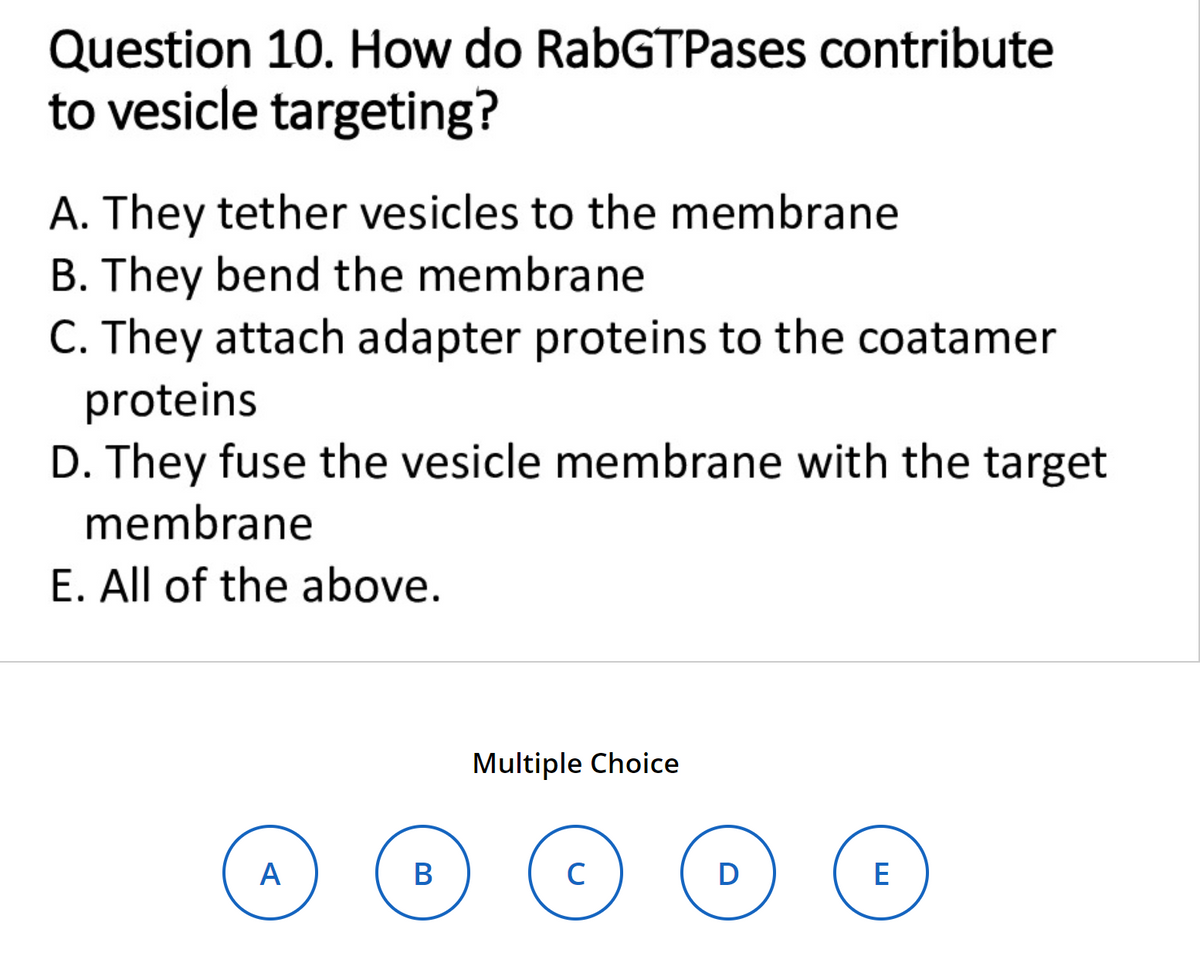 Question 10. How do RabGTPases contribute
to vesicle targeting?
A. They tether vesicles to the membrane
B. They bend the membrane
C. They attach adapter proteins to the coatamer
proteins
D. They fuse the vesicle membrane with the target
membrane
E. All of the above.
A
B
Multiple Choice
с
D
E