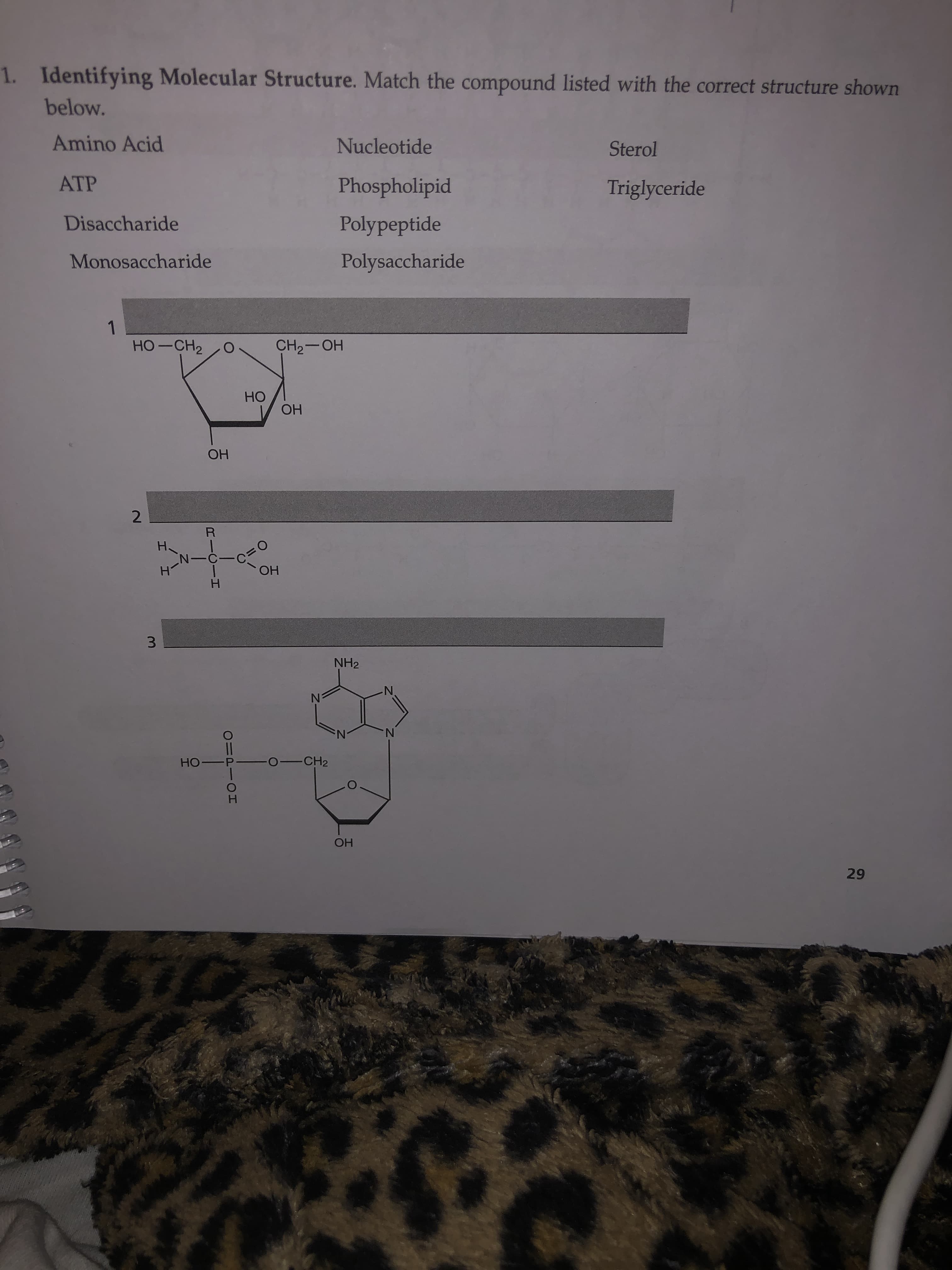 1. Identifying Molecular Structure. Match the compound listed with the correct structure shown
below.
Amino Acid
Nucleotide
Sterol
ATP
Phospholipid
Triglyceride
Disaccharide
Polypeptide
Monosaccharide
Polysaccharide
1
HO-CH2
CH2-OH
НО
ОН
ОН
2
R
Н.
N-C-C
ОН
H.
3.
NH2
N.
N.
---CH2
ОН
29
O=PIOHI
