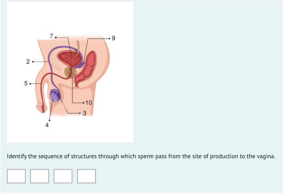 7.
9.
2
5-
10
3
Identify the sequence of structures through which sperm pass from the site of production to the vagina.

