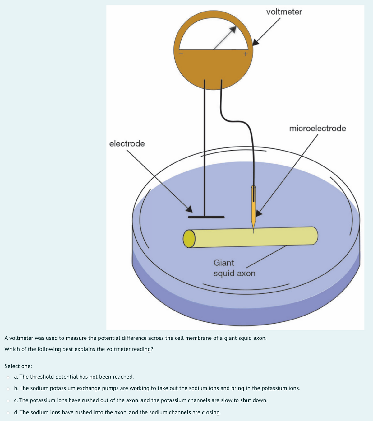 voltmeter
microelectrode
electrode
Giant
squid axon
A voltmeter was used to measure the potential difference across the cell membrane of a giant squid axon.
Which of the following best explains the voltmeter reading?
Select one:
a. The threshold potential has not been reached.
b. The sodium potassium exchange pumps are working to take out the sodium ions and bring in the potassium ions.
c. The potassium ions have rushed out of the axon, and the potassium channels are slow to shut down.
d. The sodium ions have rushed into the axon, and the sodium channels are closing.
