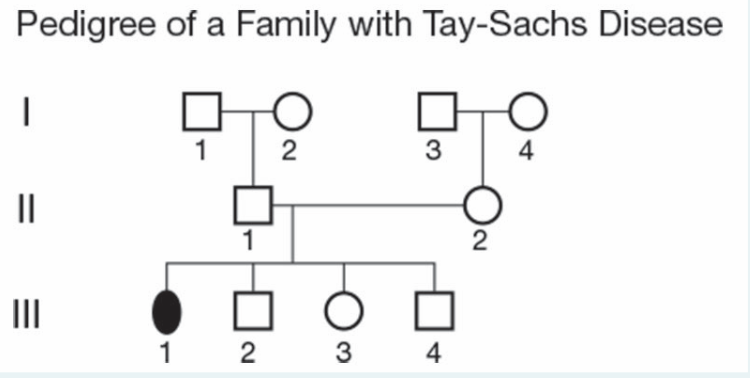 Pedigree of a Family with Tay-Sachs Disease
1
2
3
4
II
II
1 2
3 4
-
