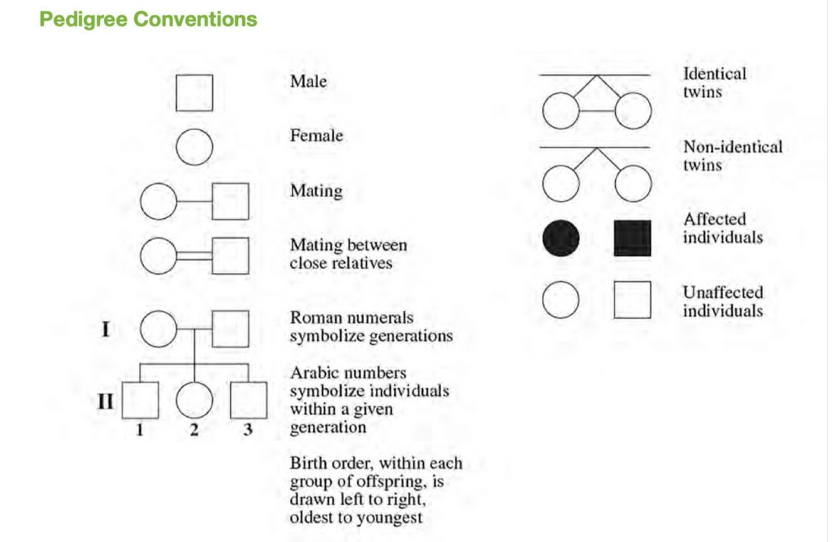 Pedigree Conventions
Identical
twins
Male
Female
Non-identical
twins
Mating
Affected
individuals
Mating between
close relatives
Unaffected
individuals
Roman numerals
I
symbolize generations
Arabic numbers
symbolize individuals
within a given
generation
II
2 3
Birth order, within each
group of offspring, is
drawn left to right,
oldest to youngest
