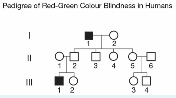 Pedigree of Red-Green Colour Blindness in Humans
2
3
4
5
6
II
1 2
3 4
|
