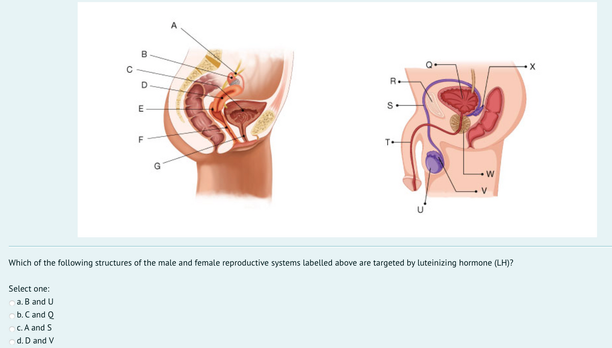 A
C
R.
D
E
F
T.
V
U
Which of the following structures of the male and female reproductive systems labelled above are targeted by luteinizing hormone (LH)?
Select one:
a. B and U
b. C and Q
O C. A and S
d. D and V
