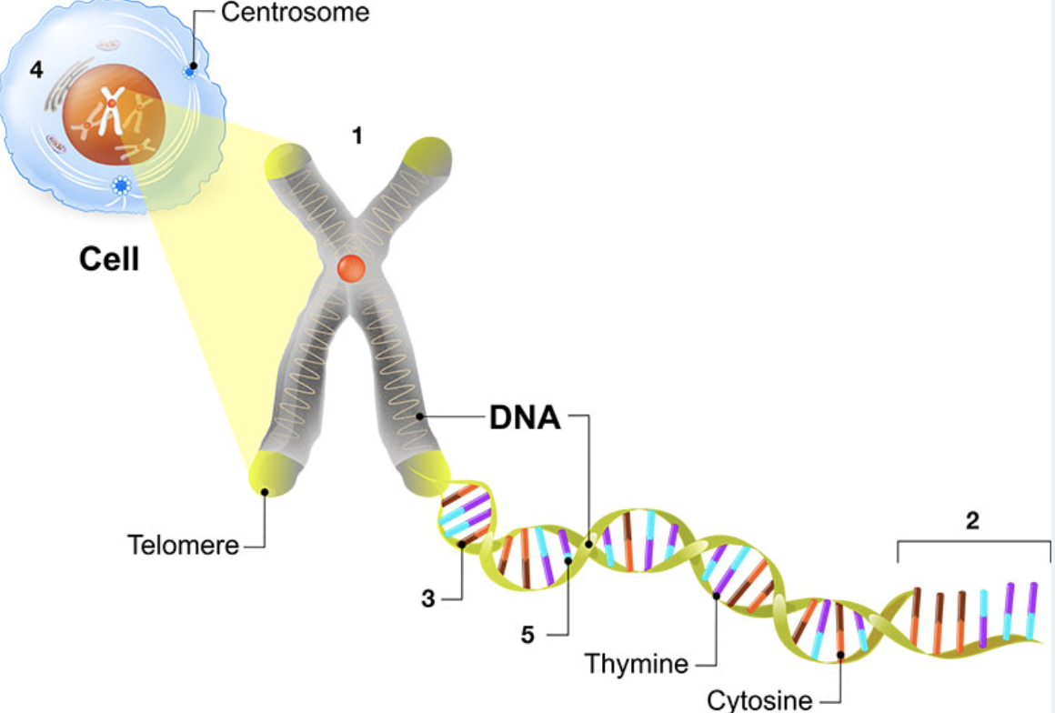 Centrosome
Cell
-DNA
2
Telomere
3
5
Thymine
Cytosine
