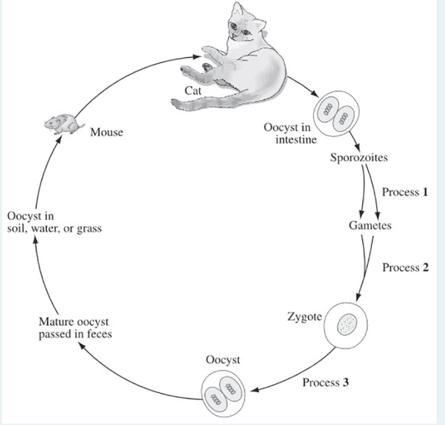 Cat
Oocyst in
intestine
Mouse
Sporozoites
Process 1
Oocyst in
soil, water, or grass
Gametes
Process 2
Zygote
Mature oocyst
passed in feces
Оосyst
Process 3
0000
0000
