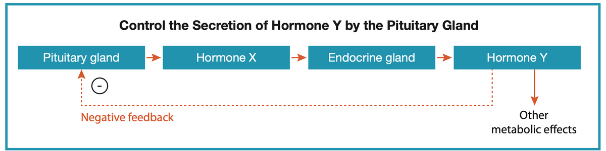 Control the Secretion of Hormone Y by the Pituitary Gland
Pituitary gland
Hormone X
Endocrine gland
Hormone Y
Negative feedback
Other
metabolic effects
