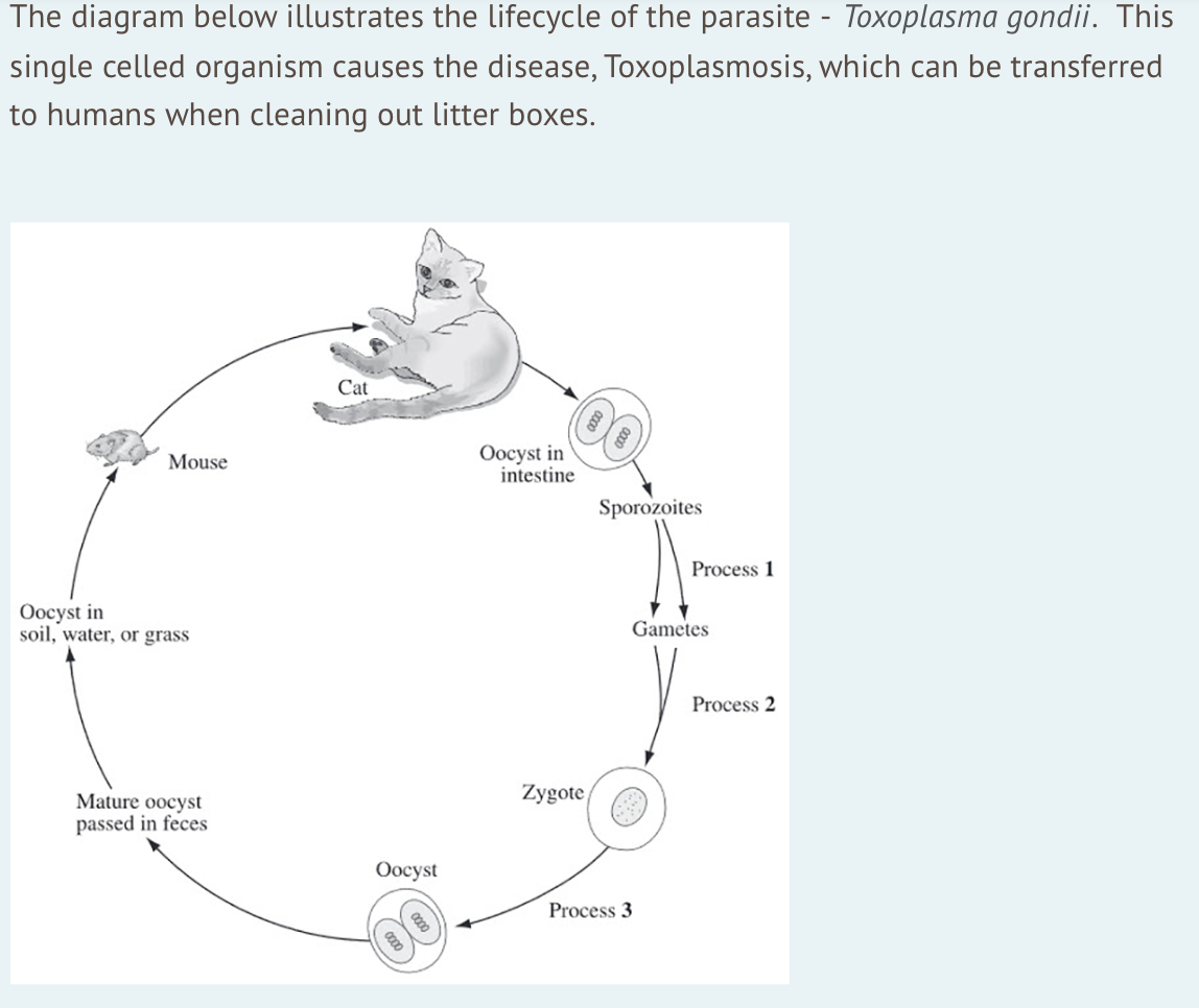 The diagram below illustrates the lifecycle of the parasite - Toxoplasma gondii. This
single celled organism causes the disease, Toxoplasmosis, which can be transferred
to humans when cleaning out litter boxes.
Cat
Oocyst in
intestine
Mouse
Sporozoites
Process 1
Oocyst in
soil, water, or grass
Gametes
Process 2
Zygote
Mature oocyst
passed in feces
Oocyst
Process 3
