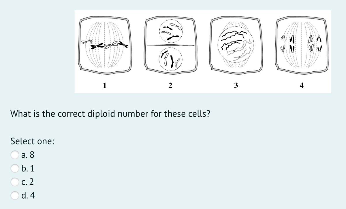 1
3
What is the correct diploid number for these cells?
Select one:
а. 8
b. 1
с. 2
O d. 4
4+
