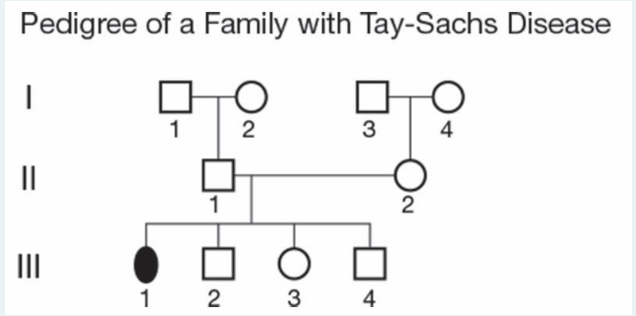Pedigree of a Family with Tay-Sachs Disease
1
3
4
II
1
II
1 2
3
4
