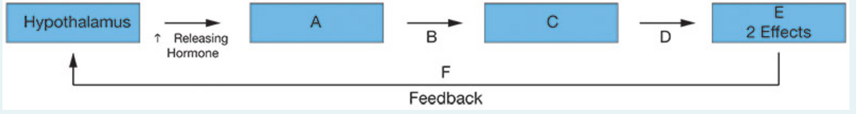 E
Hypothalamus
A
B
2 Effects
↑ Releasing
Hormone
F
Feedback
