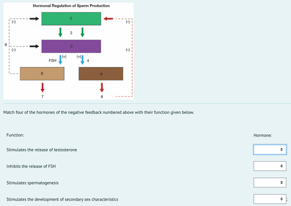 Hormonal Regulation of Sperm Production
1
(-)
(-)
|(+)
FSH
(+)
7
8
Match four of the hormones of the negative feedback numbered above with their function given below.
Function:
Hormone:
Stimulates the release of testosterone
Inhibits the release of FSH
Stimulates spermatogenesis
Stimulates the development of secondary sex characteristics
