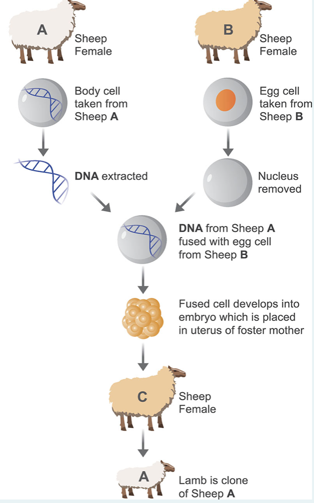 A
Sheep
Female
Sheep
Female
Body cell
taken from
Sheep A
Egg cell
taken from
Sheep B
DNA extracted
Nucleus
removed
DNA from Sheep A
fused with egg cell
from Sheep B
Fused cell develops into
embryo which is placed
in uterus of foster mother
Sheep
Female
A
Lamb is clone
of Sheep A
