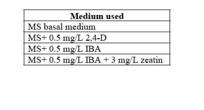 Medium used
MS basal medium
MS+ 0.5 mg/L 2,4-D
MS+ 0.5 mg/L IBA
|MS+ 0.5 mg/L IBA + 3 mg/L zeatin

